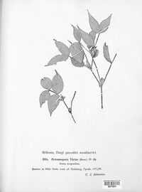 Peronospora viciae image